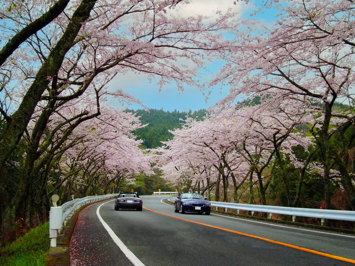 桜のトンネルがドライバーをお出迎え